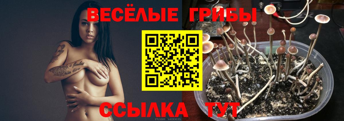 Галлюциногенные грибы GOLDEN TEACHER Бузулук